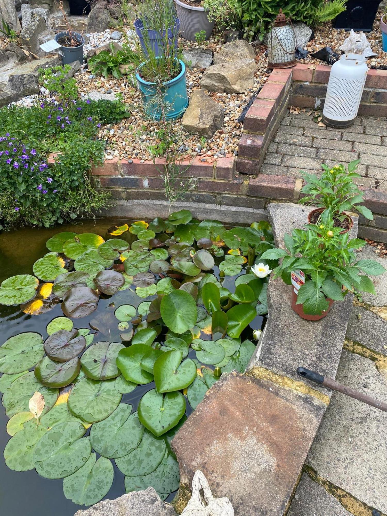 Pond Cottage بورلي المظهر الخارجي الصورة